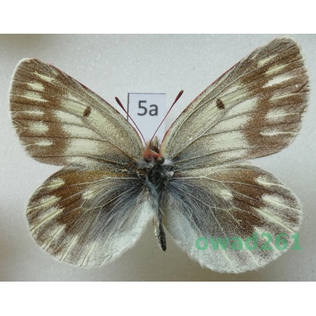 Colias nebulosa niveata Verity, 1909 male China5a